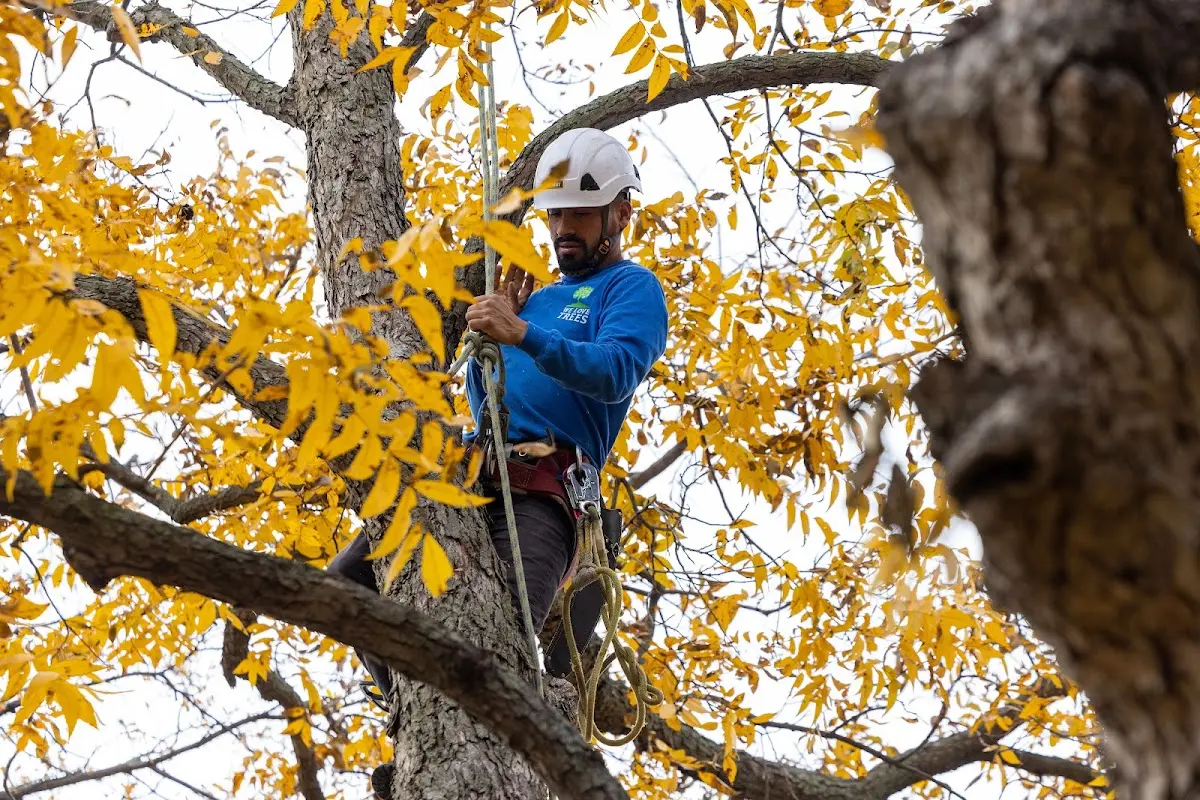 Skilled Tree Planting crew working in Nipomo