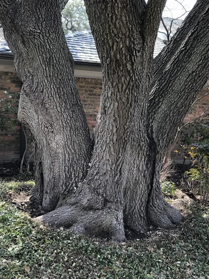 Mature heritage tree close to a Nipomo property cared for by certified arborists